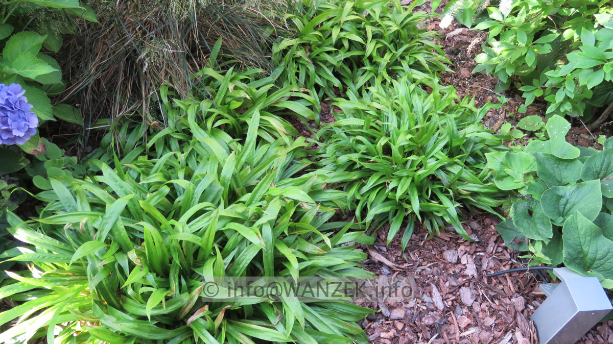 Carex plantaguinea 01.JPG